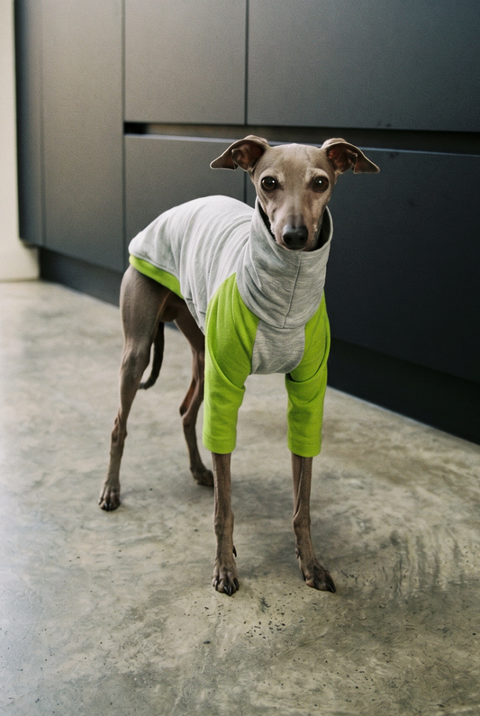 Italian greyhound / whippet dog wearing a warm stretch fleece jumper / four legged onesie pyjama. Spring clothing and clothes. Made in the UK with cheap pricing and fast postage. Comparable to redhound, speedray, loko pet apparel, the green dog, trekfit.
