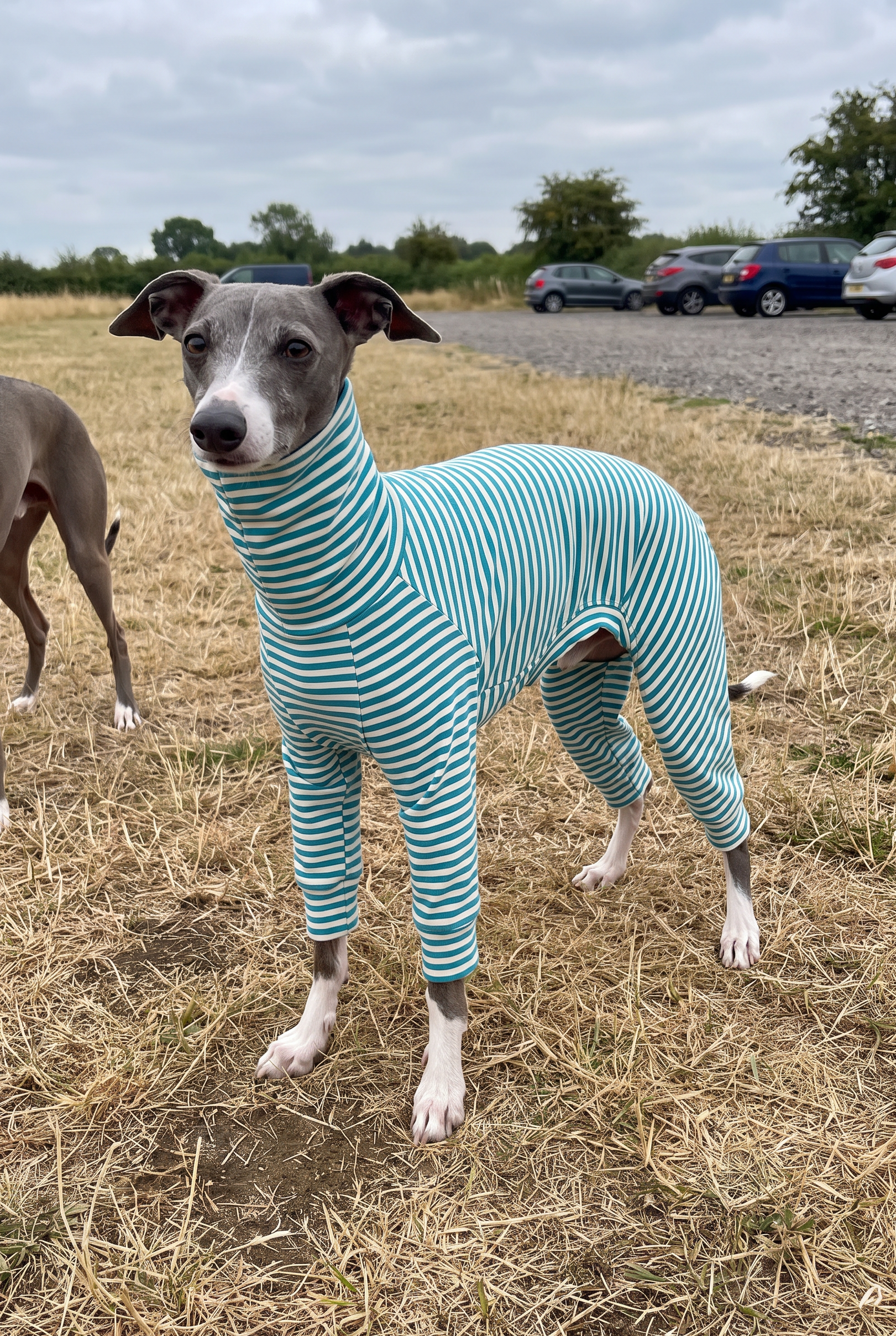 A whippet or italian greyhound dog wearing a teal and white striped full-body pet jumpsuit stands in a dry grassy field outdoors. Another dog is partially visible on the left, and cars and trees appear in the background under an overcast sky.