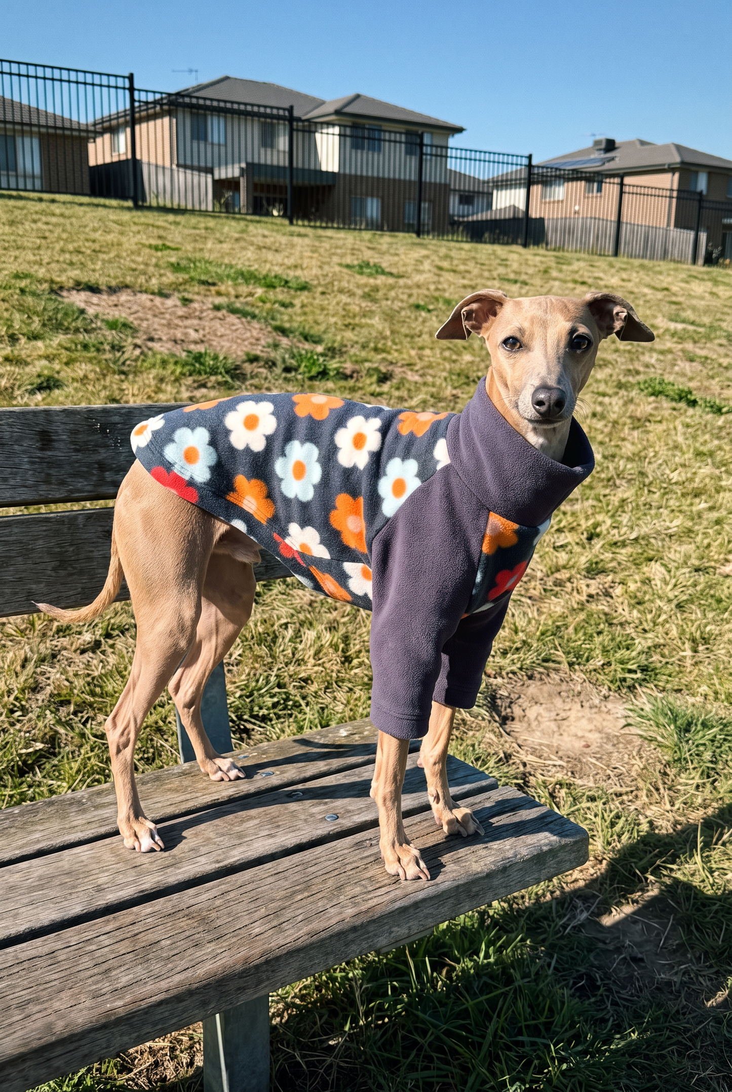 A small italian greyhound whippet dog standing on a wooden bench outdoors, wearing a navy pet sweater with a white and orange flower pattern.