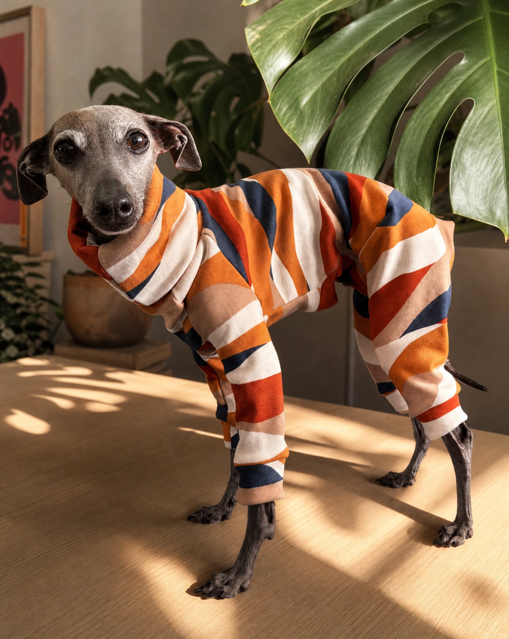 Italian Greyhound wearing a pink fleece four legged onesie
Italian Greyhound wearing handmade fleece dog clothing
Whippet wearing a warm winter coat
Whippet wearing a handmade UK dog coat
Italian Greyhound in colourful fleece jumper
Whippet wearing patterned sighthound clothing
Italian Greyhound wearing a cosy winter fleece
Two Italian Greyhounds wearing matching dog coats
Whippet wearing handmade clothing designed for sighthounds