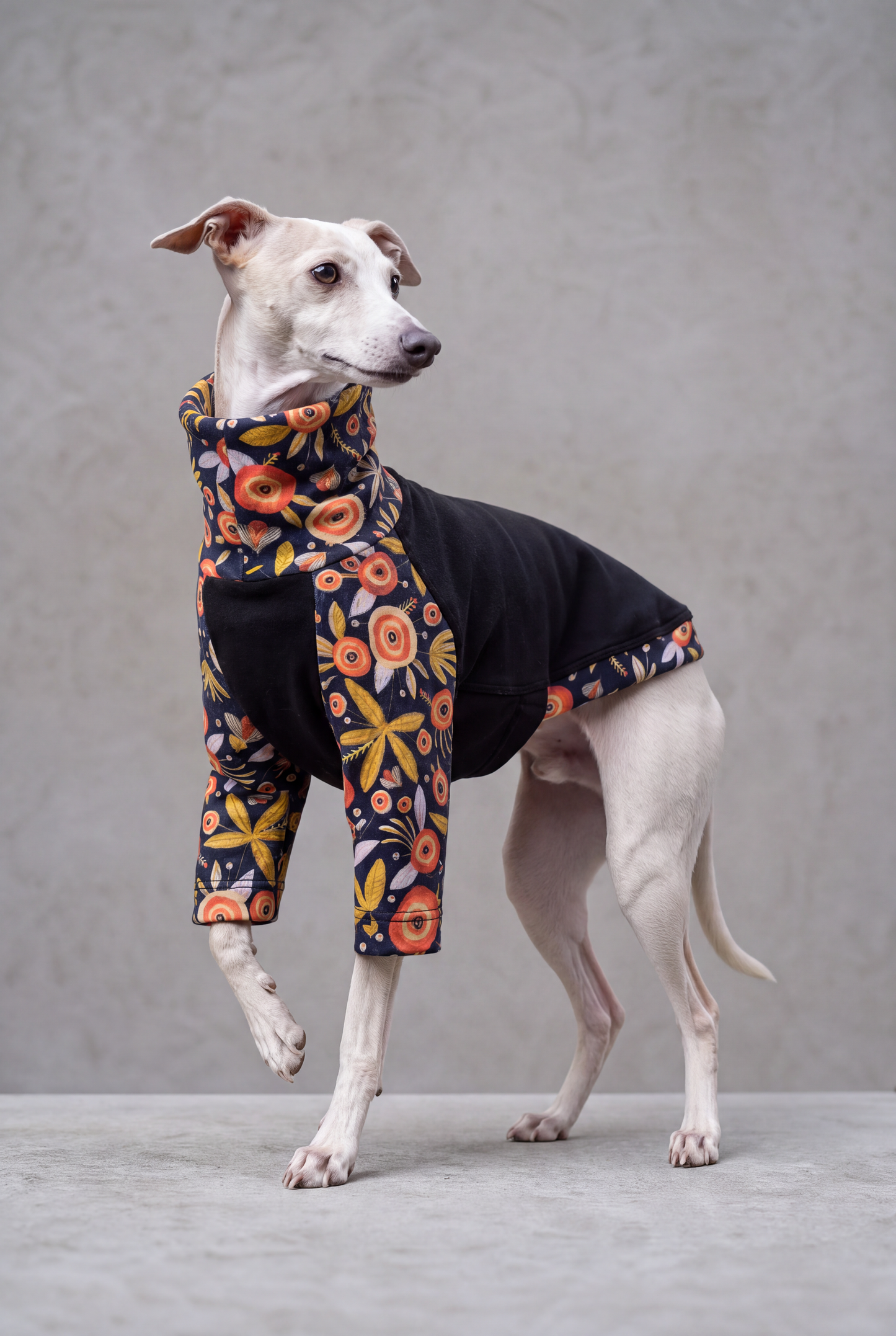 A white Italian Greyhound dog wearing a black pet sweater with colorful floral-patterned legs and neck gaiter, standing against a textured gray studio background.