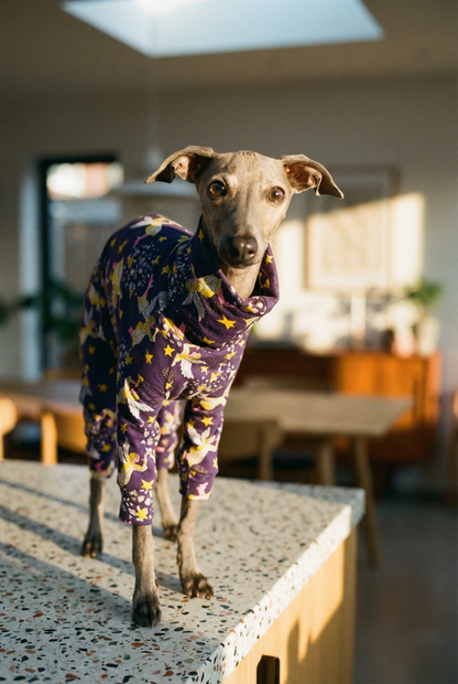 italian greyhound clothing jumper model