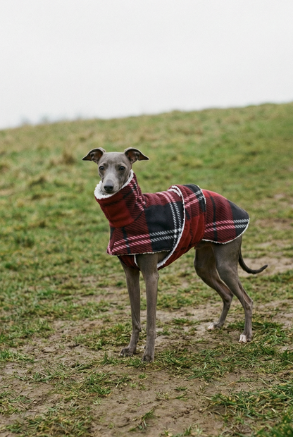 Dog wearing a plaid coat standing on a grassy field