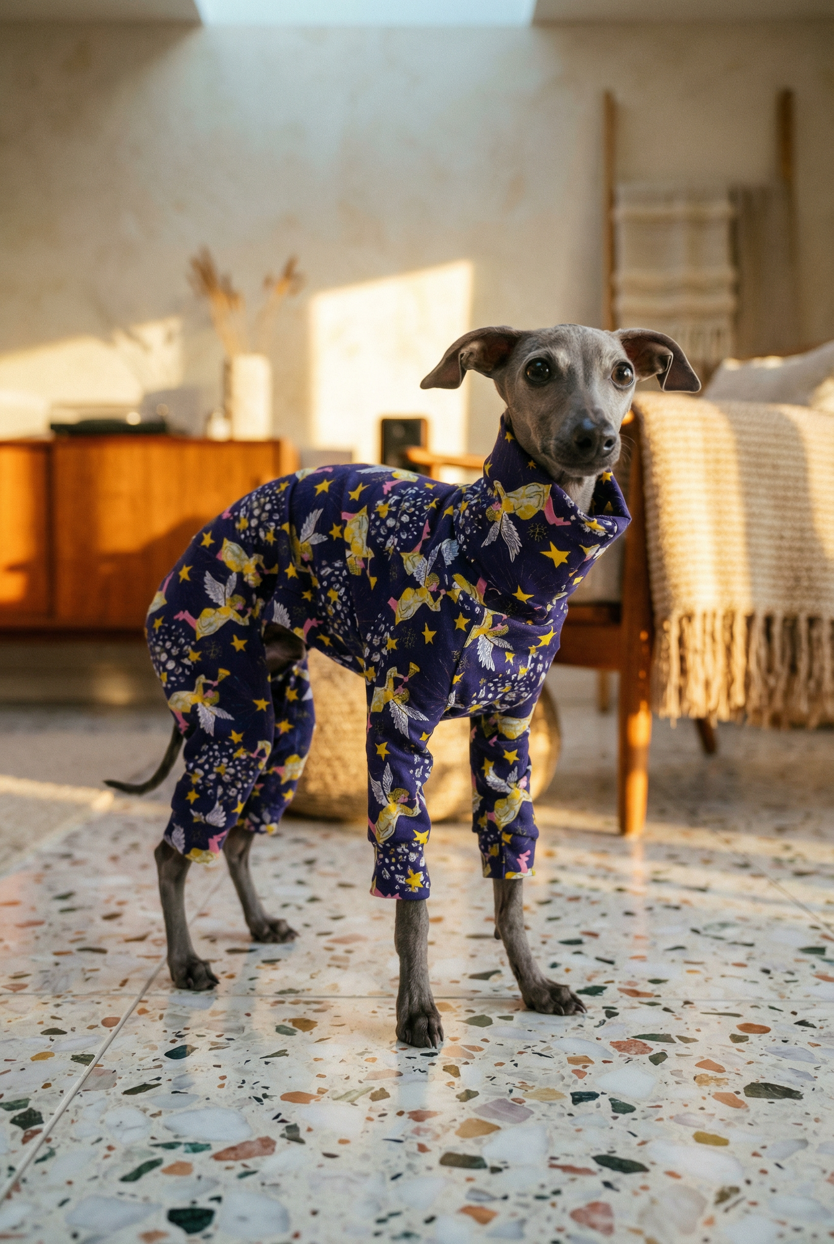 italian greyhound clothing jumper model