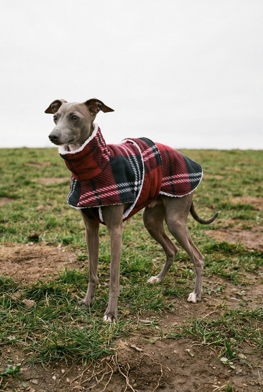italian greyhound clothing