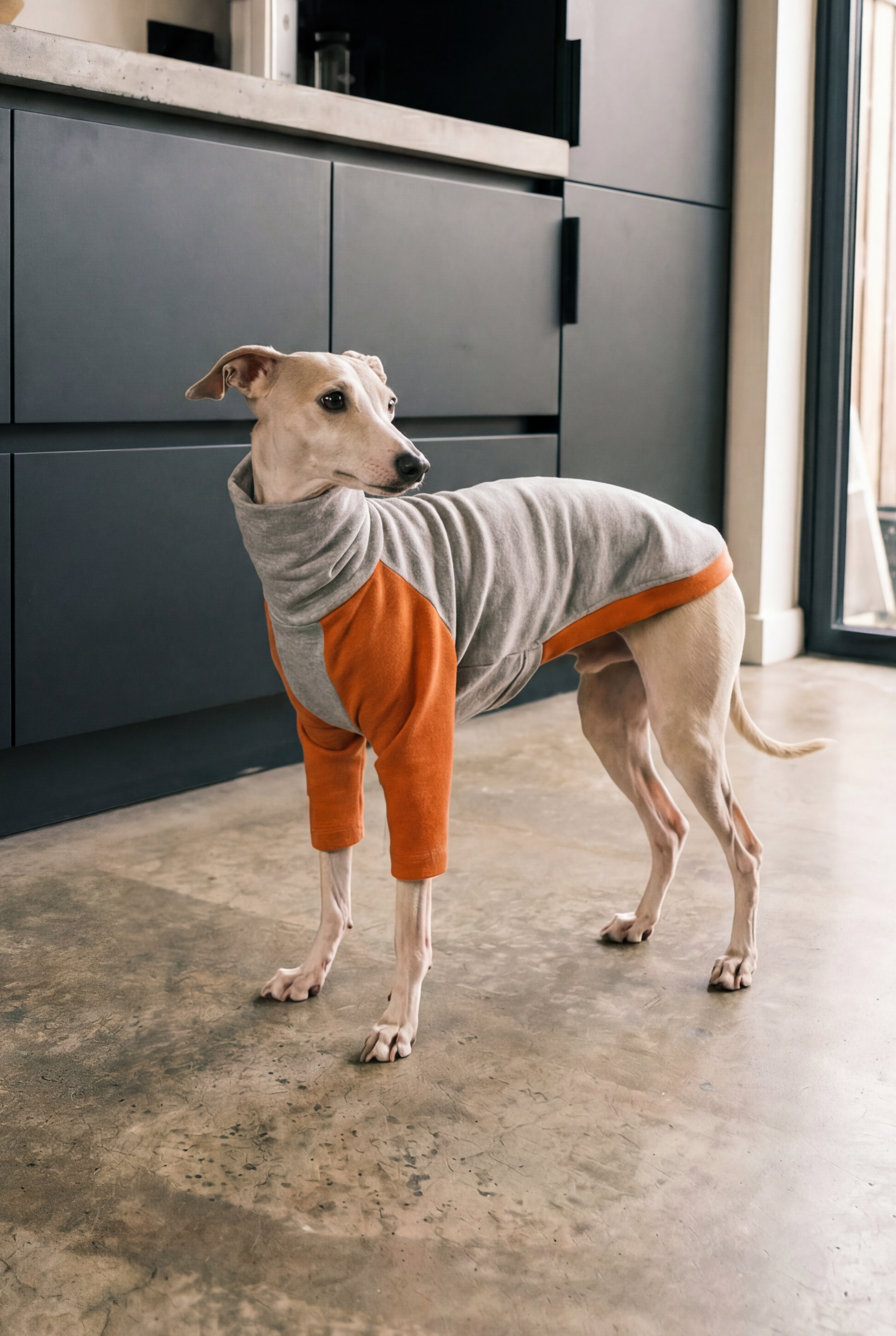 Italian greyhound / whippet dog wearing a warm stretch fleece jumper / four legged onesie pyjama. Spring clothing and clothes. Made in the UK with cheap pricing and fast postage. Comparable to redhound, speedray, loko pet apparel, the green dog, trekfit.