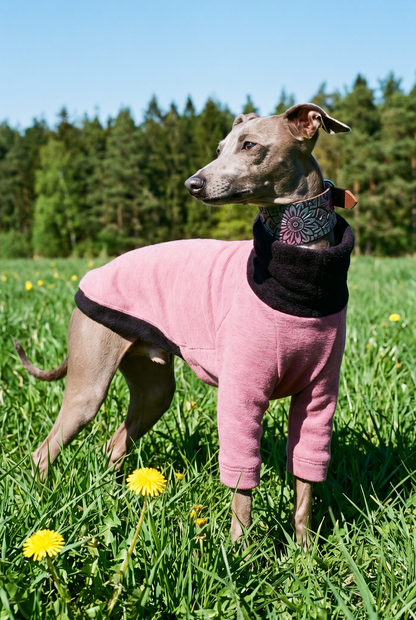 Italian greyhound wearing british made good quality and well fitting clothing which is a fleece lined sweatshirt jumper for warm and cold weather.