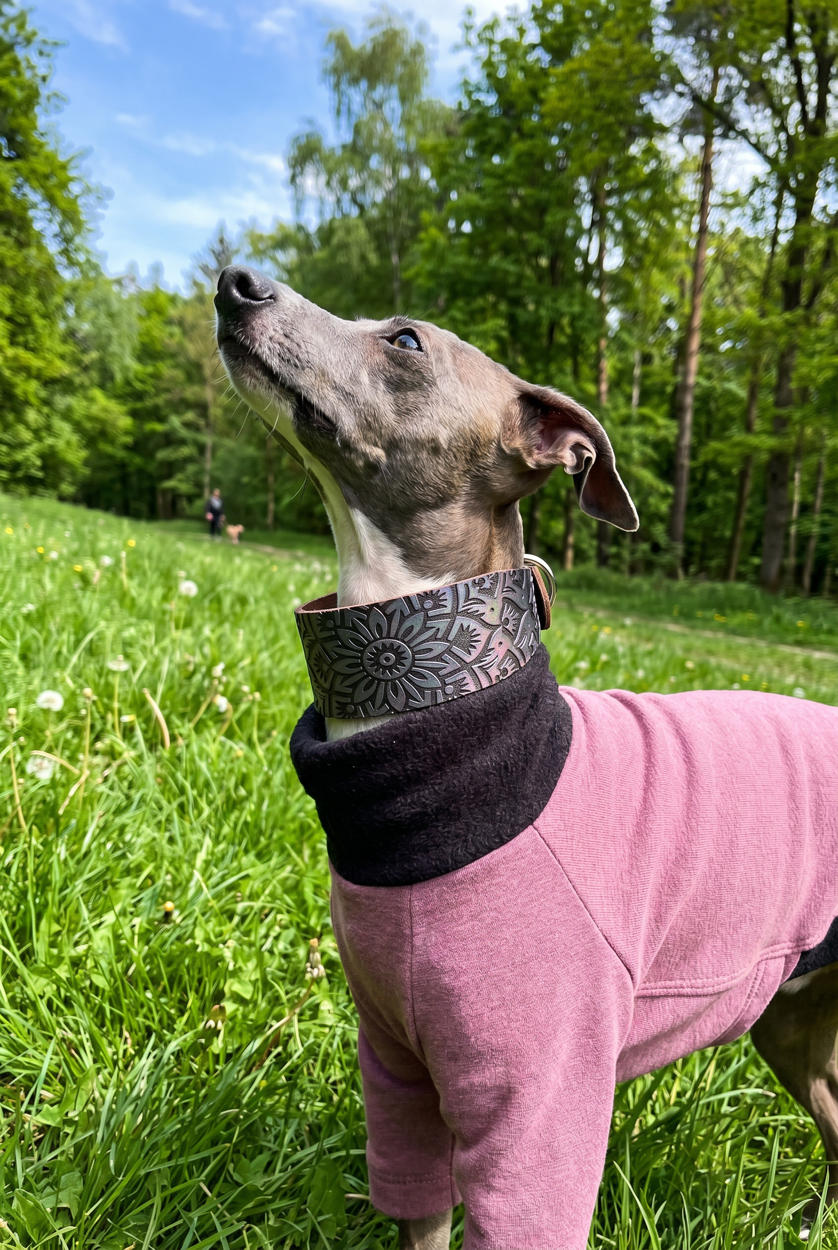 Italian greyhound wearing british made good quality and well fitting clothing which is a fleece lined sweatshirt jumper for warm and cold weather.