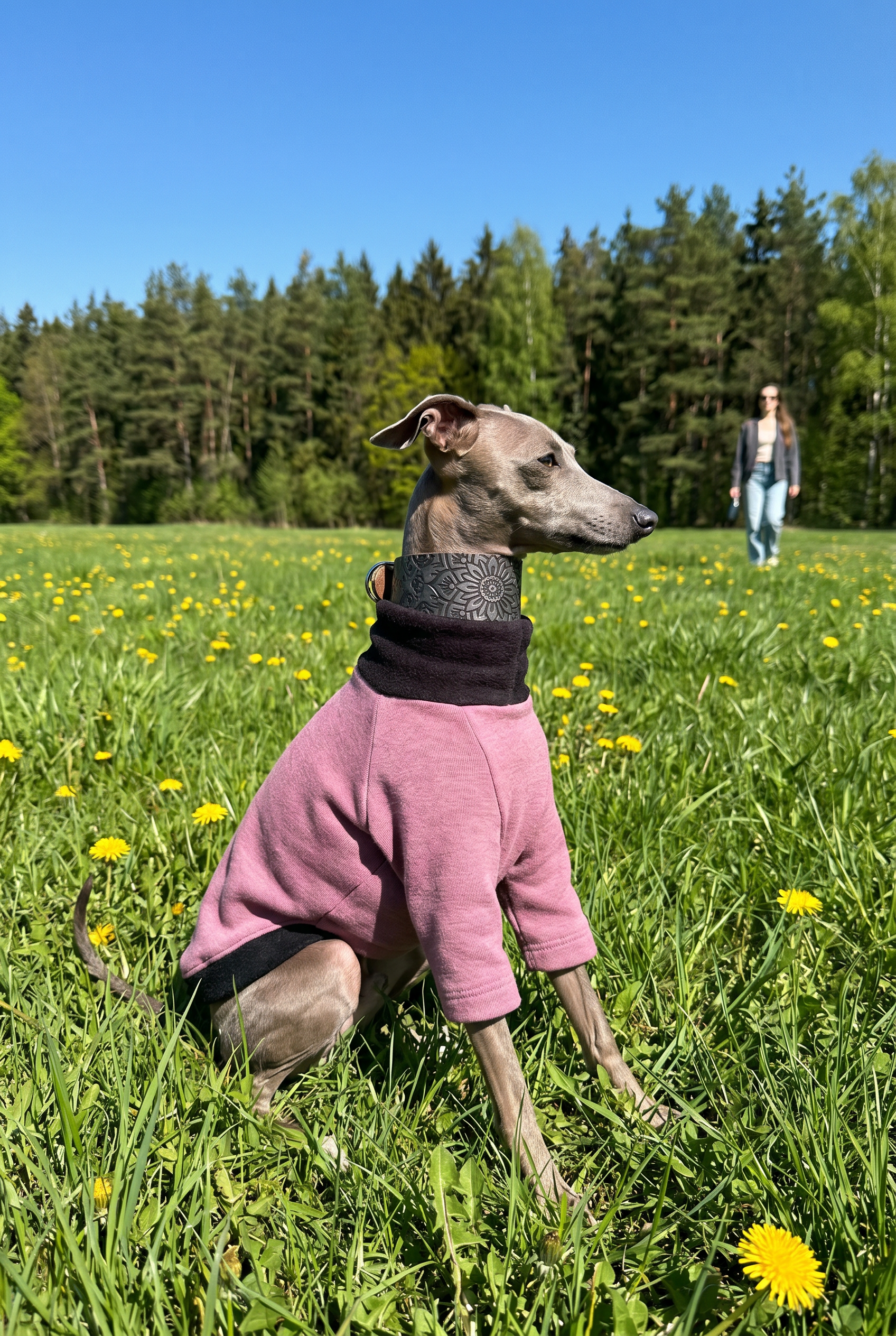 Italian greyhound wearing british made good quality and well fitting clothing which is a fleece lined sweatshirt jumper for warm and cold weather.