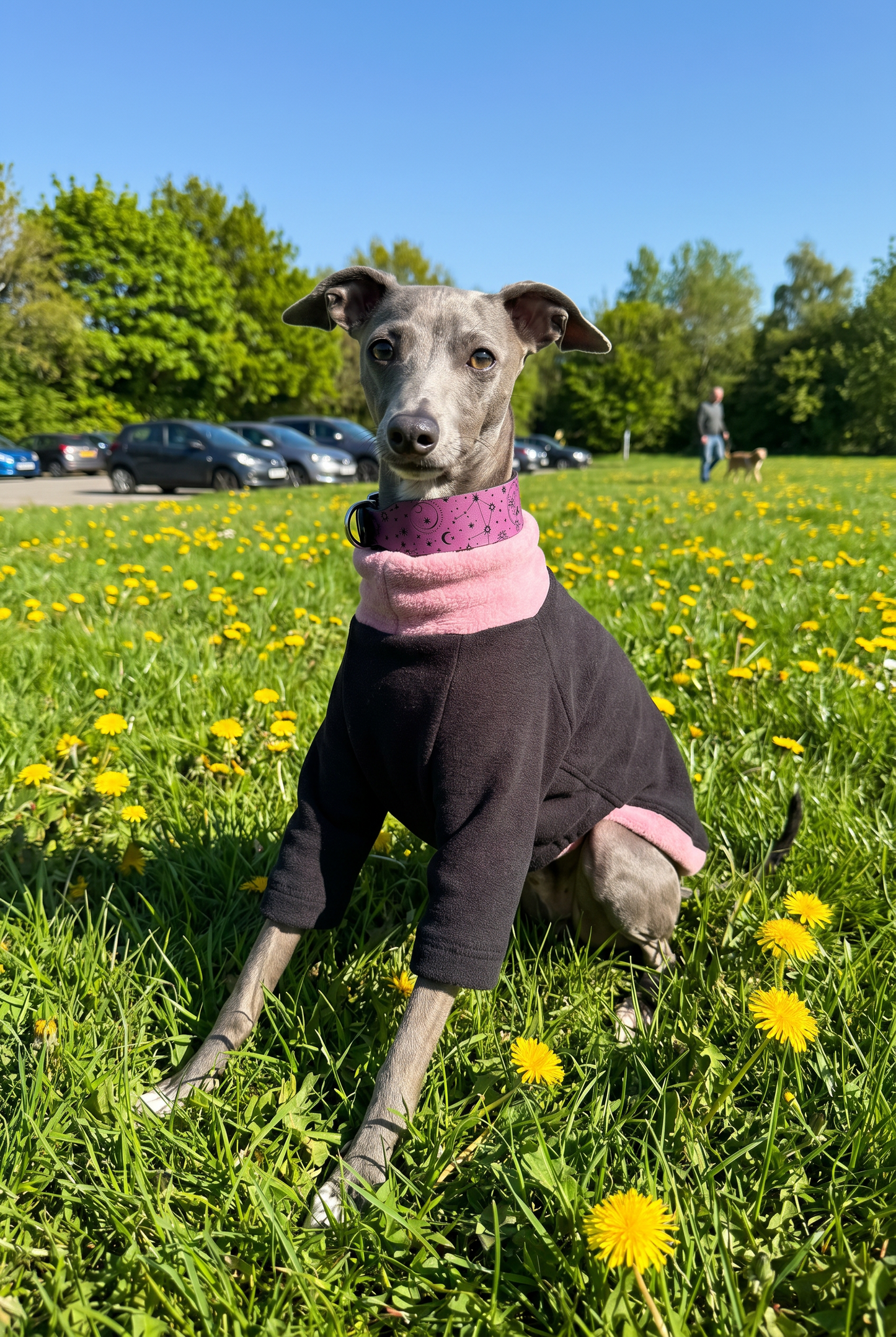 Italian greyhound and whippet dogs wearing clothing spring jumpers. fleece coats made in the UK with fast postage. Also fits xolos and hairless dogs.