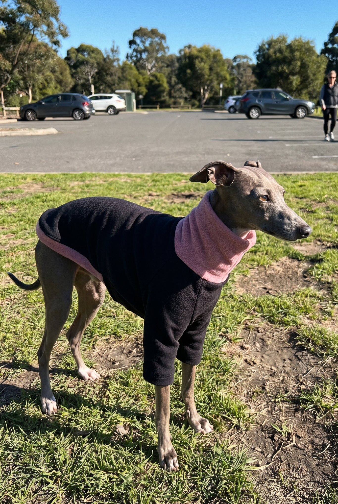 Italian greyhound and whippet dogs wearing clothing spring jumpers. fleece coats made in the UK with fast postage. Also fits xolos and hairless dogs.