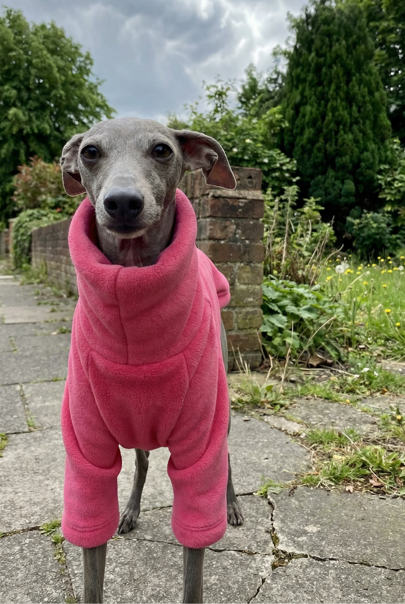 Italian greyhound whippet small sighthound clothing clothes jumper coat rain mac waterproof coat warm spring lightweight jersey cotton UK british London Iggy Wiggy Xolo