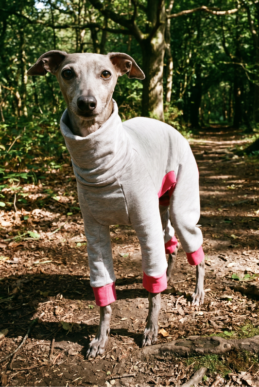 Italian greyhound / whippet dog wearing a warm stretch fleece jumper / four legged onesie pyjama. Spring clothing and clothes. Made in the UK with cheap pricing and fast postage. Comparable to redhound, speedray, loko pet apparel, the green dog, trekfit.