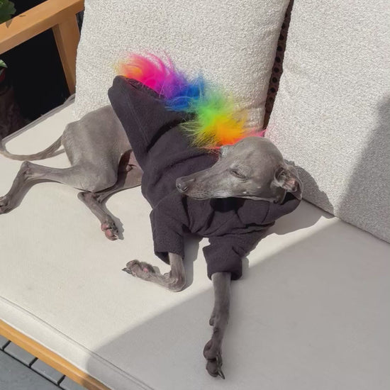 italian greyhound and whippet dogs wearing fluffy fun rainbow fleece dog jumpers which also come in four legs. Made quickly and cheap in the UK with fast postage. Good fit and quality, perfectly made for sighthounds.