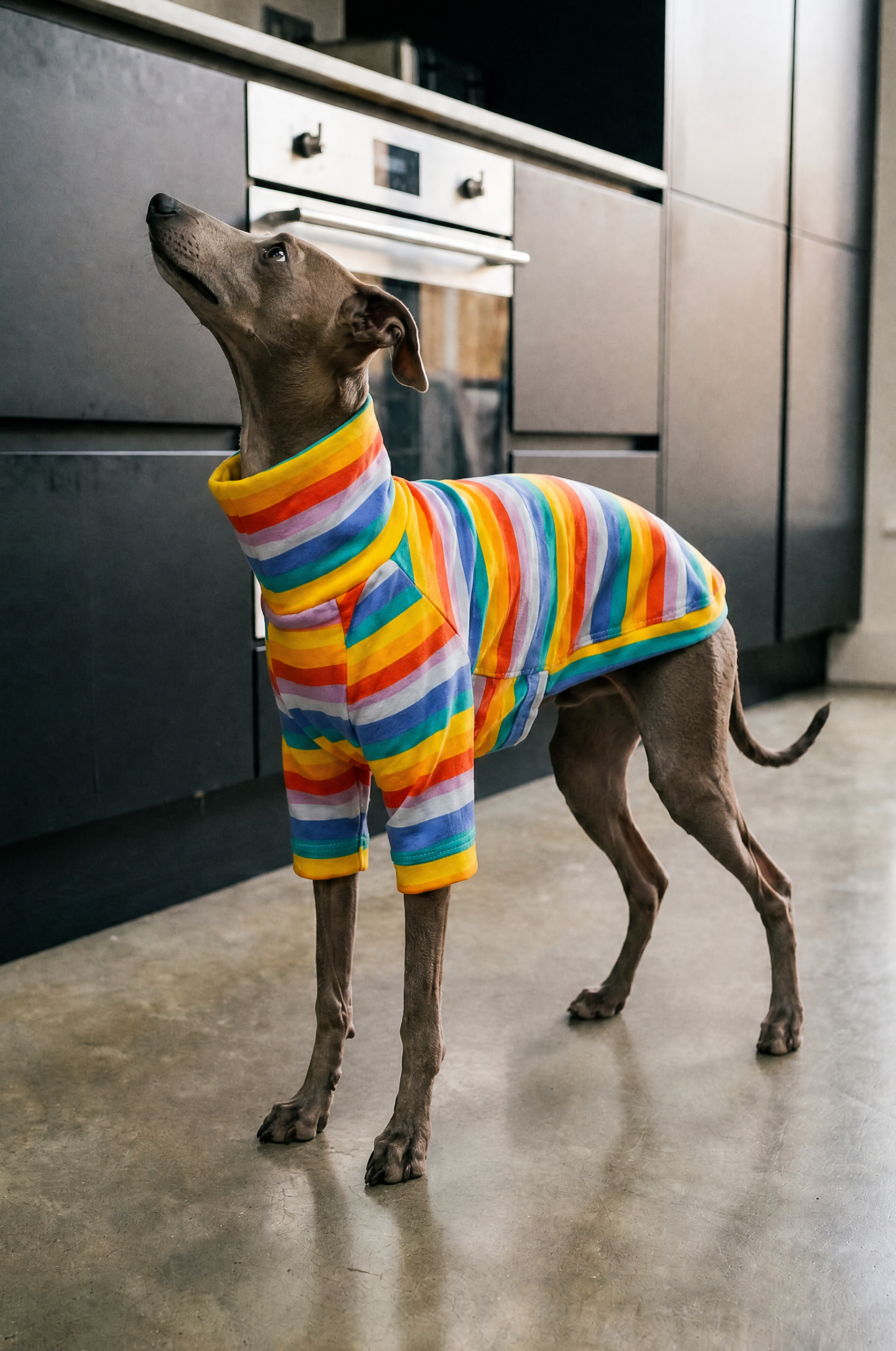 Italian Greyhound and Whippet dog clothing, luxury sighthound apparel, slim fit dog sweater, fleece dog pajamas, turtleneck dog jumper, lightweight dog coat, winter dog jacket, handmade Italian Greyhound clothes, Whippet clothing UK, stretchy dog onesie, warm dog hoodie, greyhound snood, fashionable dog apparel for skinny dogs, soft knit sweater for Italian Greyhound, Whippet raincoat, thermal dog wear, stylish dog outfit, small sighthound fashion, elegant dog clothing, comfortable pet apparel.