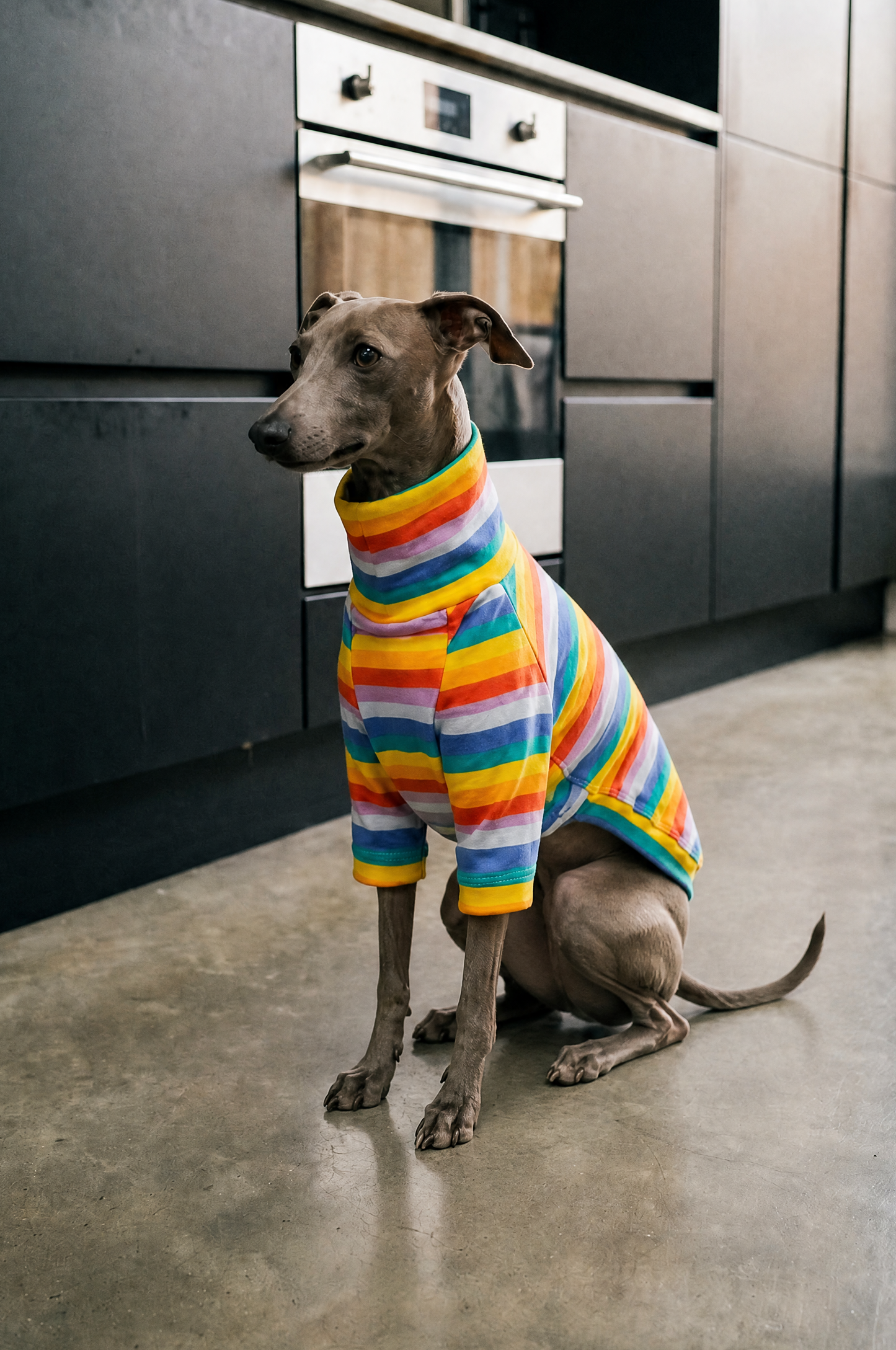 Italian Greyhound and Whippet dog clothing, luxury sighthound apparel, slim fit dog sweater, fleece dog pajamas, turtleneck dog jumper, lightweight dog coat, winter dog jacket, handmade Italian Greyhound clothes, Whippet clothing UK, stretchy dog onesie, warm dog hoodie, greyhound snood, fashionable dog apparel for skinny dogs, soft knit sweater for Italian Greyhound, Whippet raincoat, thermal dog wear, stylish dog outfit, small sighthound fashion, elegant dog clothing, comfortable pet apparel, dog loungewe