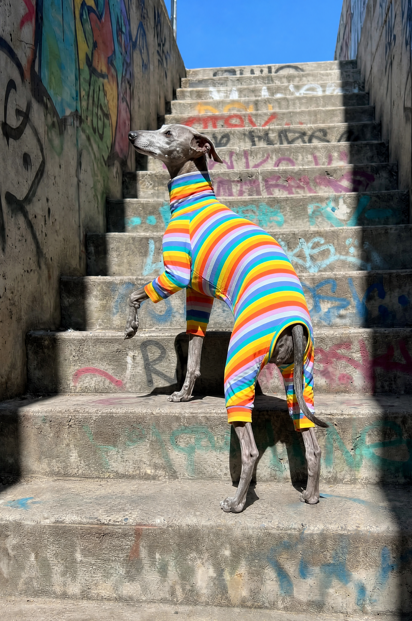 Italian Greyhound and Whippet dog clothing, luxury sighthound apparel, slim fit dog sweater, fleece dog pajamas, turtleneck dog jumper, lightweight dog coat, winter dog jacket, handmade Italian Greyhound clothes, Whippet clothing UK, stretchy dog onesie, warm dog hoodie, greyhound snood, fashionable dog apparel for skinny dogs, soft knit sweater for Italian Greyhound, Whippet raincoat, thermal dog wear, stylish dog outfit, small sighthound fashion, elegant dog clothing, comfortable pet apparel, dog loungewe