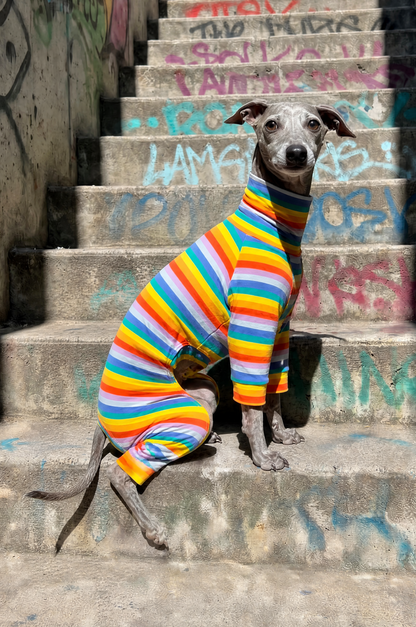 Italian Greyhound and Whippet dog clothing, luxury sighthound apparel, slim fit dog sweater, fleece dog pajamas, turtleneck dog jumper, lightweight dog coat, winter dog jacket, handmade Italian Greyhound clothes, Whippet clothing UK, stretchy dog onesie, warm dog hoodie, greyhound snood, fashionable dog apparel for skinny dogs, soft knit sweater for Italian Greyhound, Whippet raincoat, thermal dog wear, stylish dog outfit, small sighthound fashion, elegant dog clothing, comfortable pet apparel, dog loungewe