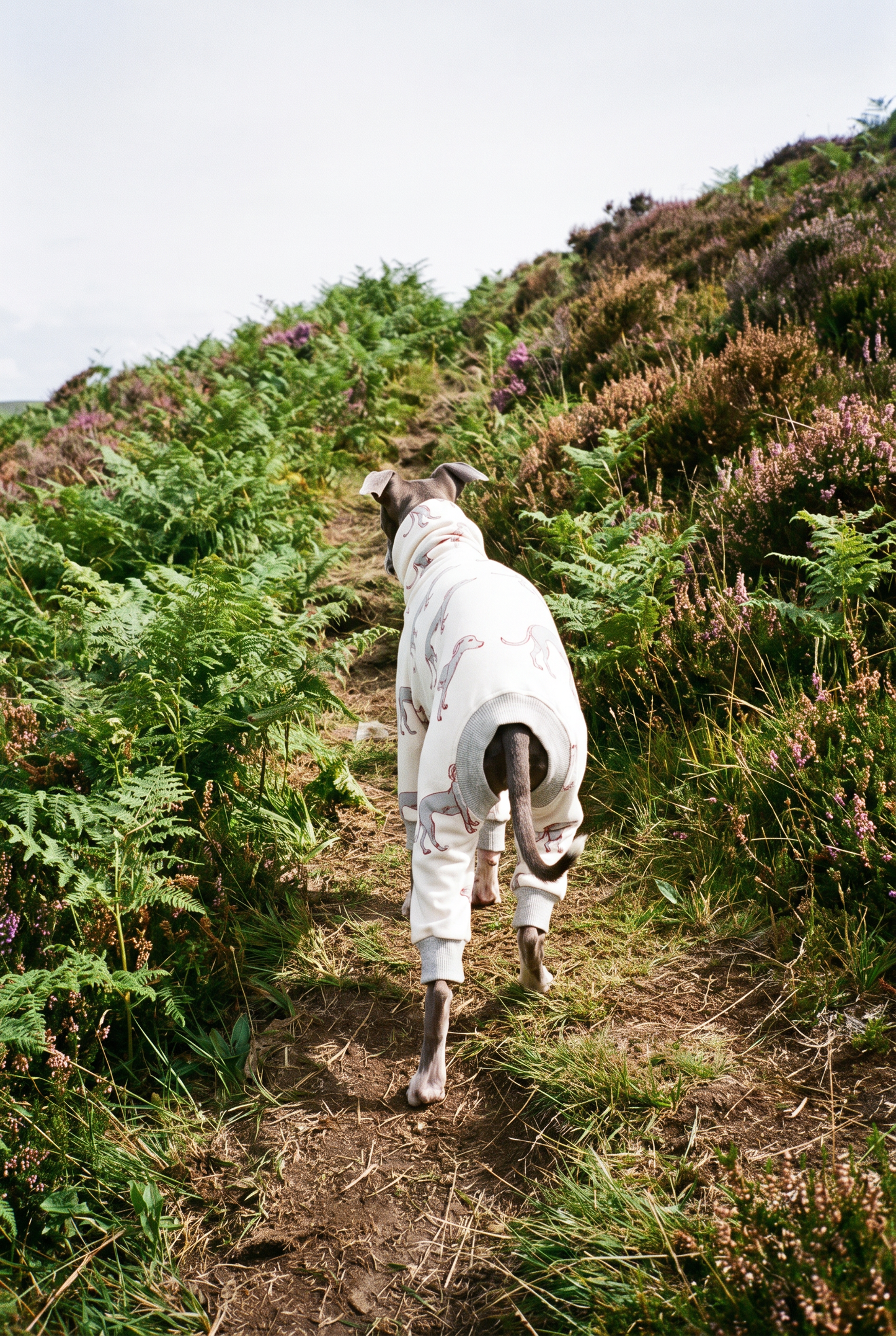 Italian Greyhound and Whippet wearing comfortable cotton jersey dog clothing, soft lightweight fabric designed for sighthounds, stylish UK-made dog apparel.
