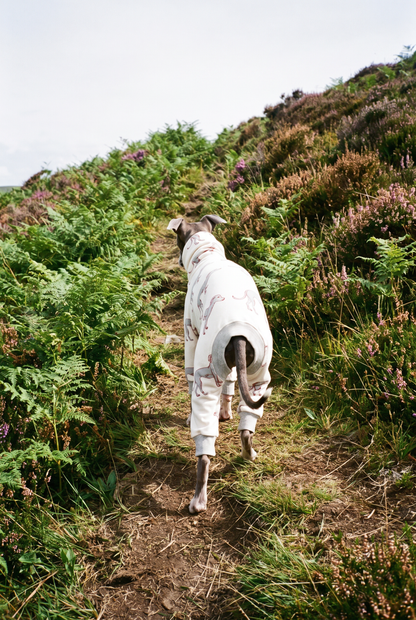 Italian Greyhound and Whippet wearing comfortable cotton jersey dog clothing, soft lightweight fabric designed for sighthounds, stylish UK-made dog apparel.
