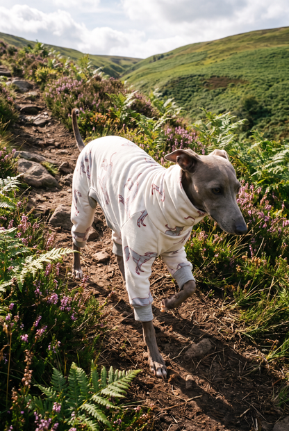 Italian Greyhound and Whippet wearing comfortable cotton jersey dog clothing, soft lightweight fabric designed for sighthounds, stylish UK-made dog apparel.
