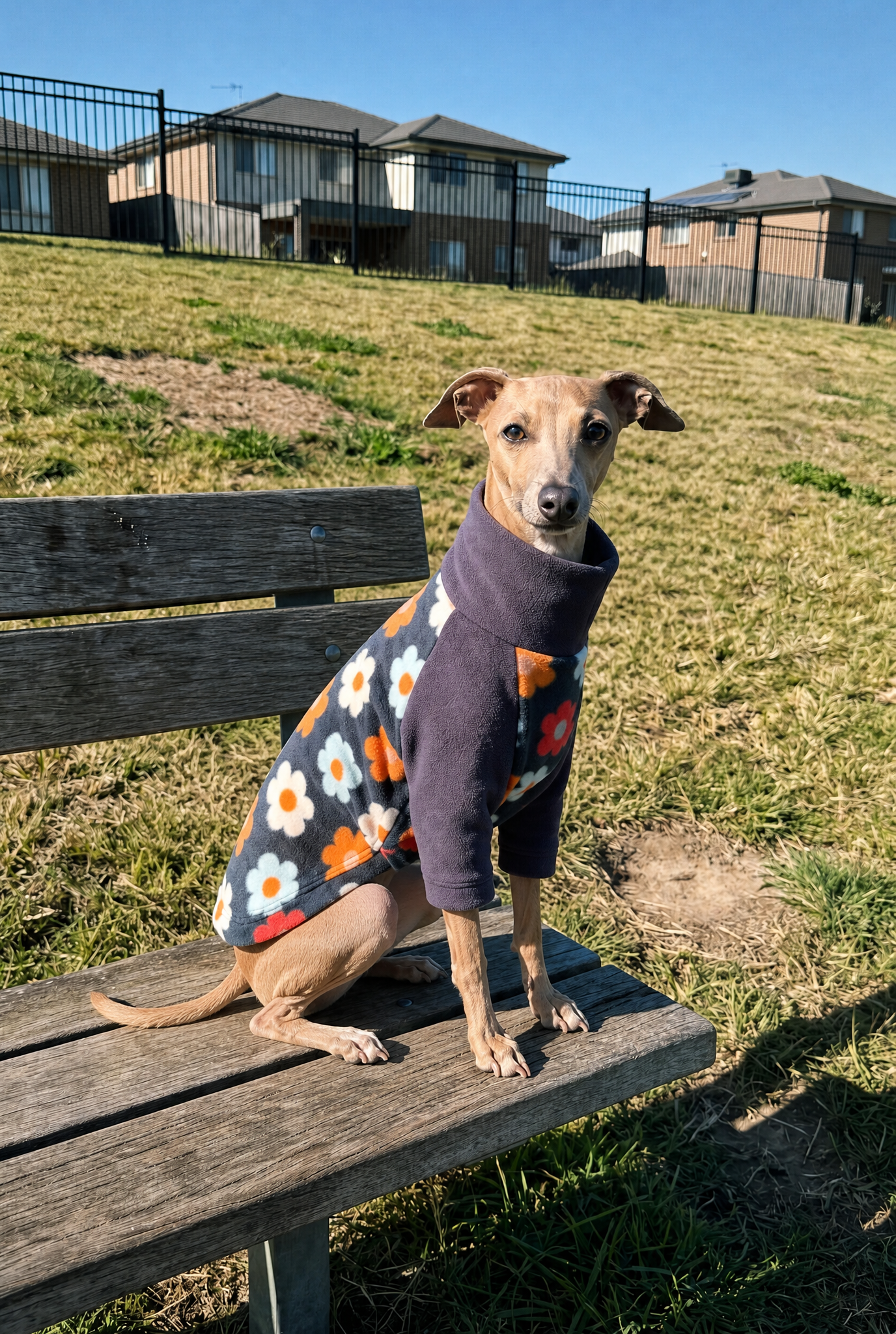 A small tan dog sits on a wooden bench outdoors, wearing a dark navy pet sweater with a colorful daisy pattern. The background shows a grassy hill, apartment buildings, and a blue sky.