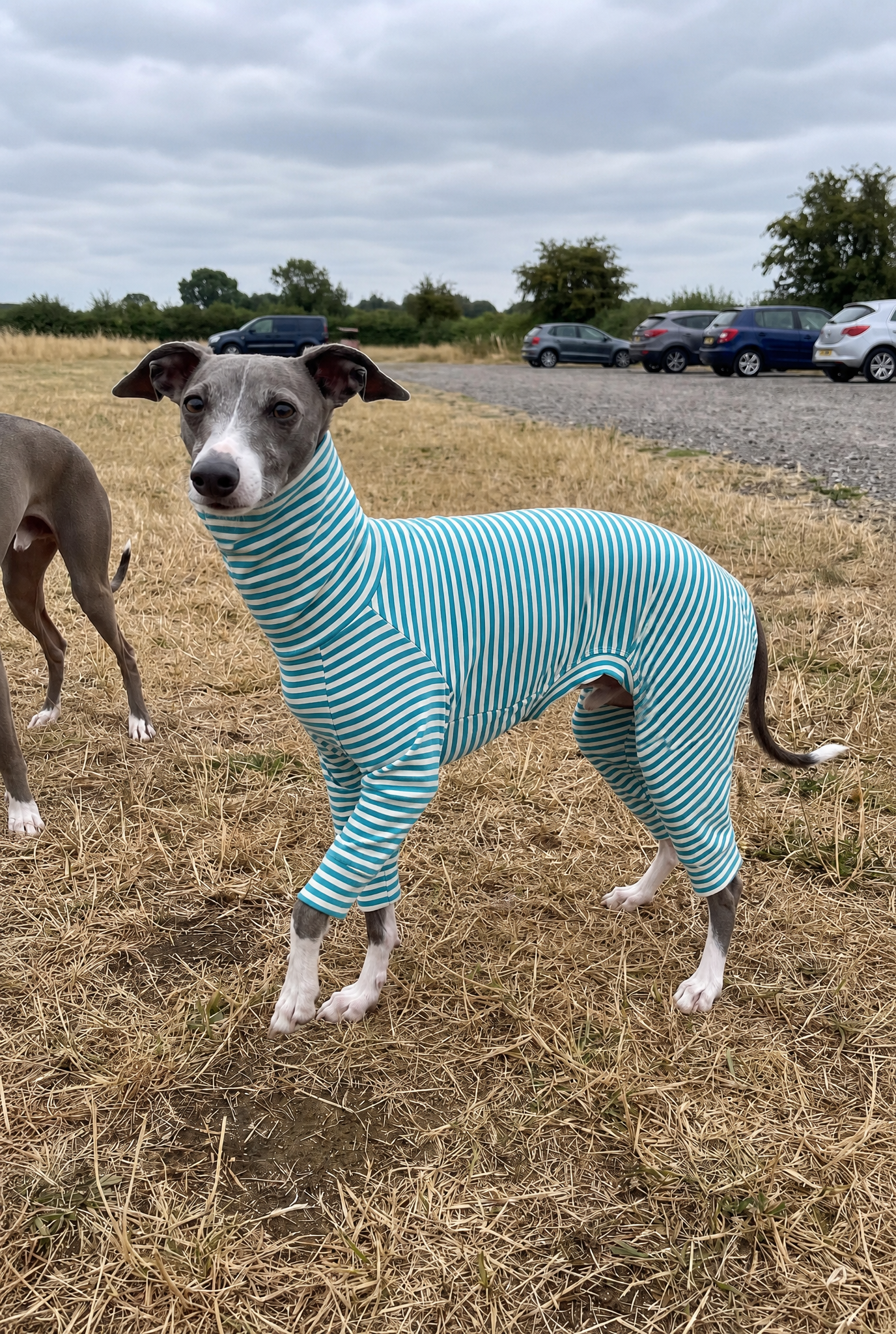 A whippet dog standing outdoors on dry grass wearing a teal and white striped full-body pet sweater. Another dog is partially visible at the left edge, with a gravel path, parked cars, and trees in the background under an overcast sky.