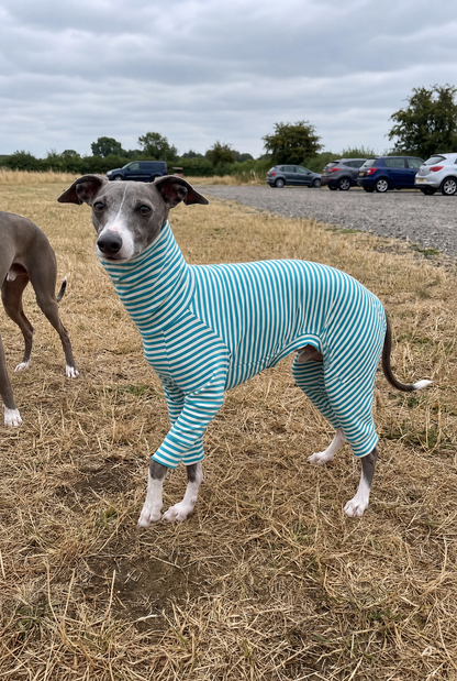 A whippet dog standing outdoors on dry grass wearing a teal and white striped full-body pet sweater. Another dog is partially visible at the left edge, with a gravel path, parked cars, and trees in the background under an overcast sky.