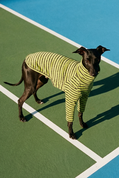 Dog wearing a yellow sweater on a tennis court