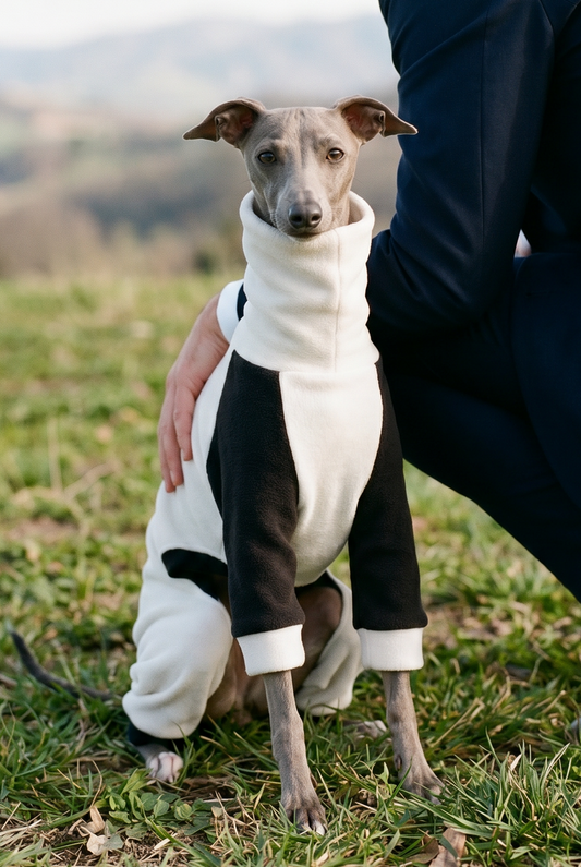 italian grreyhound whippet wedding suit like tuxedo for dog summer wedding spring.