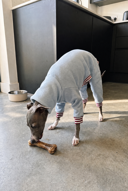 A italian greyhound dog wearing a light blue four-leg sweater and striped leg warmers is chewing a bone in a modern kitchen setting.