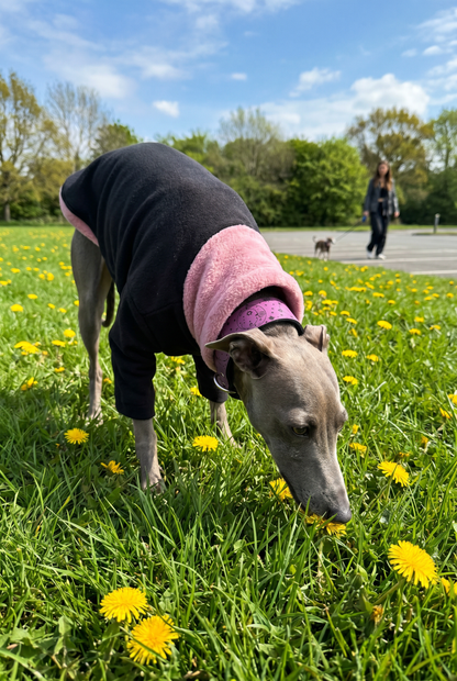 Italian greyhound and whippet dogs wearing clothing spring jumpers. fleece coats made in the UK with fast postage. Also fits xolos and hairless dogs.