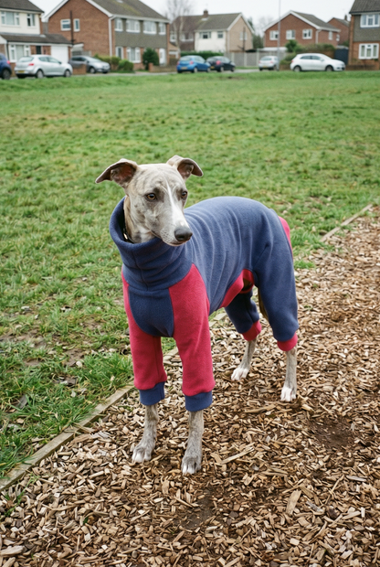 whippet wearing warm stretchy soft fleece pyjama outdoor onesies for playing.