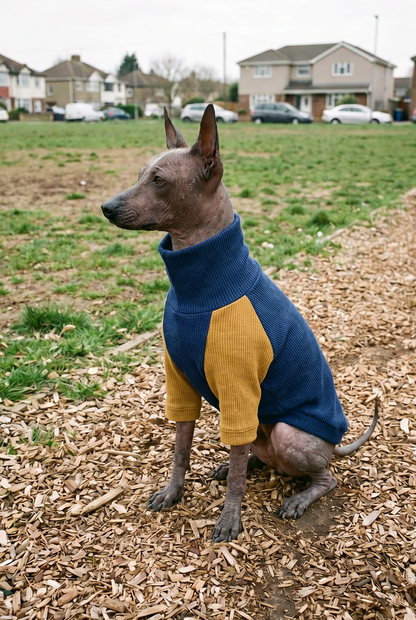 xolo mexican hairless dog stood wearing well fitted quality clothing t-shirt made in the UK. Also fits italian greyhounds and whippets.